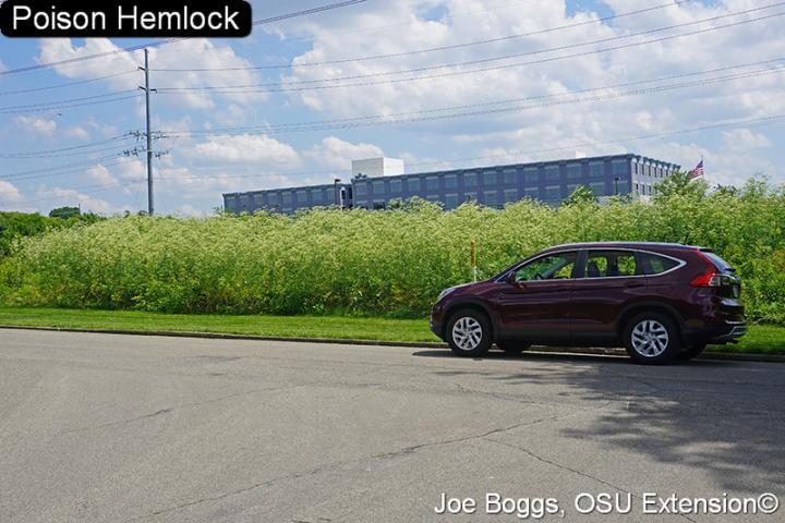 Car on side of road in front of tall poison hemlock